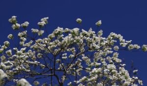 Photo dogwood